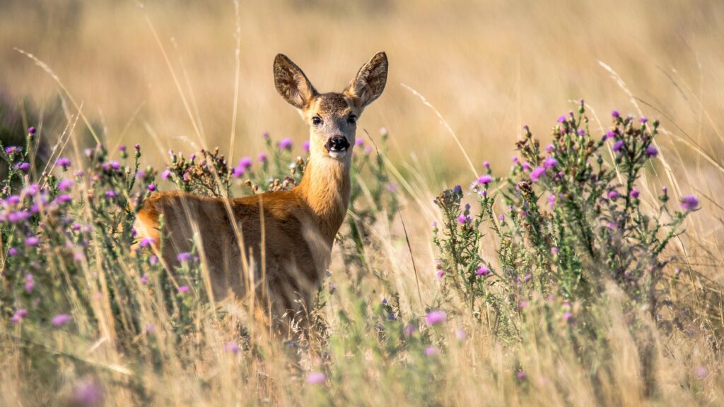 animal, roe deer, mammal, species, fauna, capreolus capreolus, doe, nature, cub, summer, wildlife, roe deer, doe, summer, summer, summer, summer, summer, wildlife